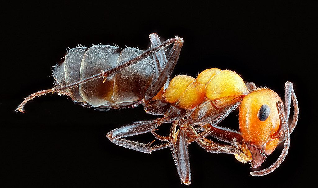 Ant Control service in Corvallis, OR