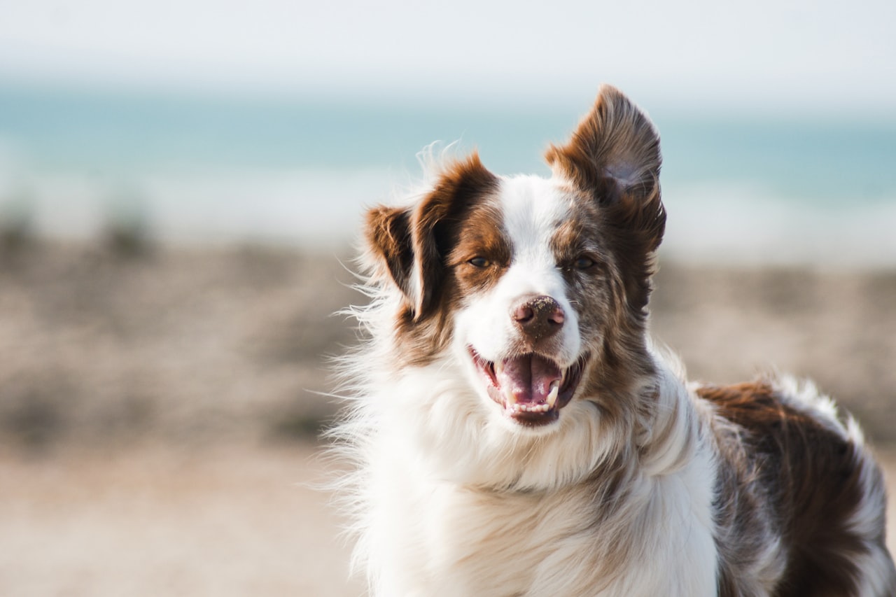 Flea & Tick Control service in Corvallis, OR