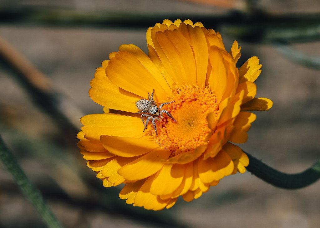 Spider Control service in Corvallis, OR